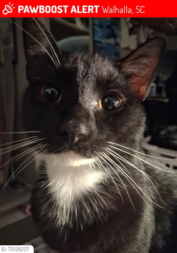 Lost Male Cat last seen Morningside drive, walhalla south carolina, Walhalla, SC 29691