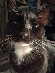 Lost Male Cat last seen Morningside drive, walhalla south carolina, Walhalla, SC 29691