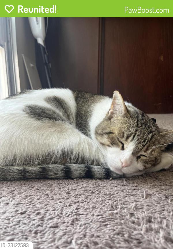 Reunited Male Cat last seen Tropicana and buffalo, Spring Valley, NV 89147