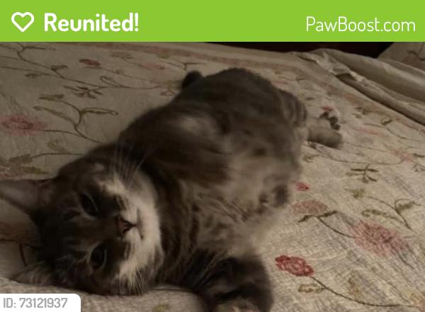Reunited Female Cat last seen Placer and swallow streets, Fort Collins, CO 80524