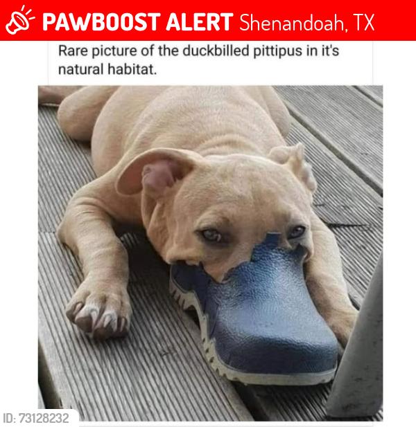 Lost Male Dog last seen Pine Hill Dr & Shenandoah Dr, Shenandoah, TX 77381