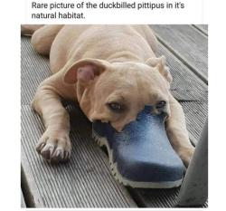 Lost Male Dog last seen Pine Hill Dr & Shenandoah Dr, Shenandoah, TX 77381