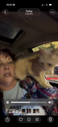 Reunited Male Cat last seen North Whipple and West Dickens, Chicago, IL 60647