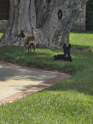 Found/Stray Unknown Dog last seen Sierra way and 46th st, San Bernardino, CA 92407