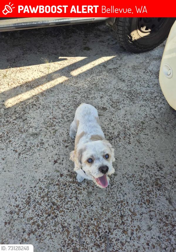Lost Male Dog last seen Farmview Drive, Bellevue, WA 6056