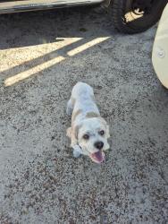 Lost Male Dog last seen Farmview Drive, Bellevue, WA 6056