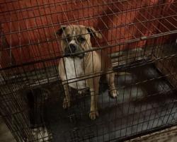 Reunited Female Dog last seen Near Taft Ave, St. Louis, MO 63116, USA, St. Louis, MO 63116