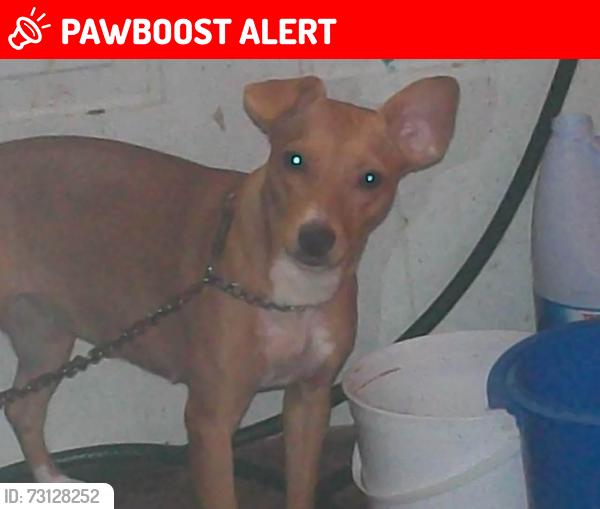 Lost Female Other last seen Centro lagos, Lagos de Moreno, Jal. 