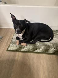 Reunited Female Dog last seen Near S lakeshore dr, tempe, az, 85282, Tempe, AZ 85282