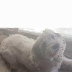 Reunited Male Dog last seen East shepherd and north sommerville, Fresno, CA 93720