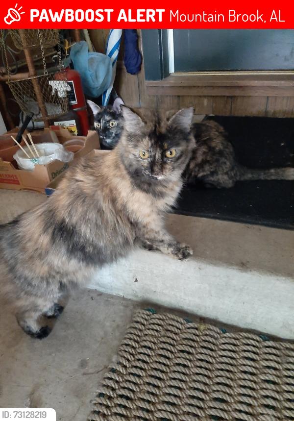 Lost Female Cat last seen Corinth Drive, Mountain Brook, AL 35213