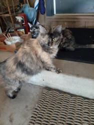 Lost Female Cat last seen Corinth Drive, Mountain Brook, AL 35213