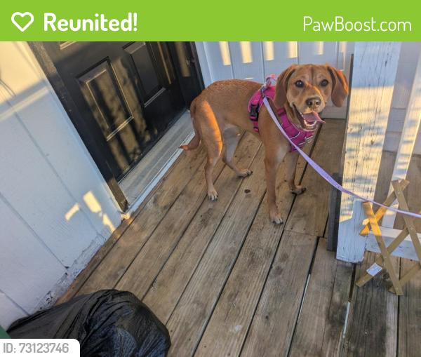 Reunited Female Dog last seen N Olive & 72nd St, Gladstone, MO 64118