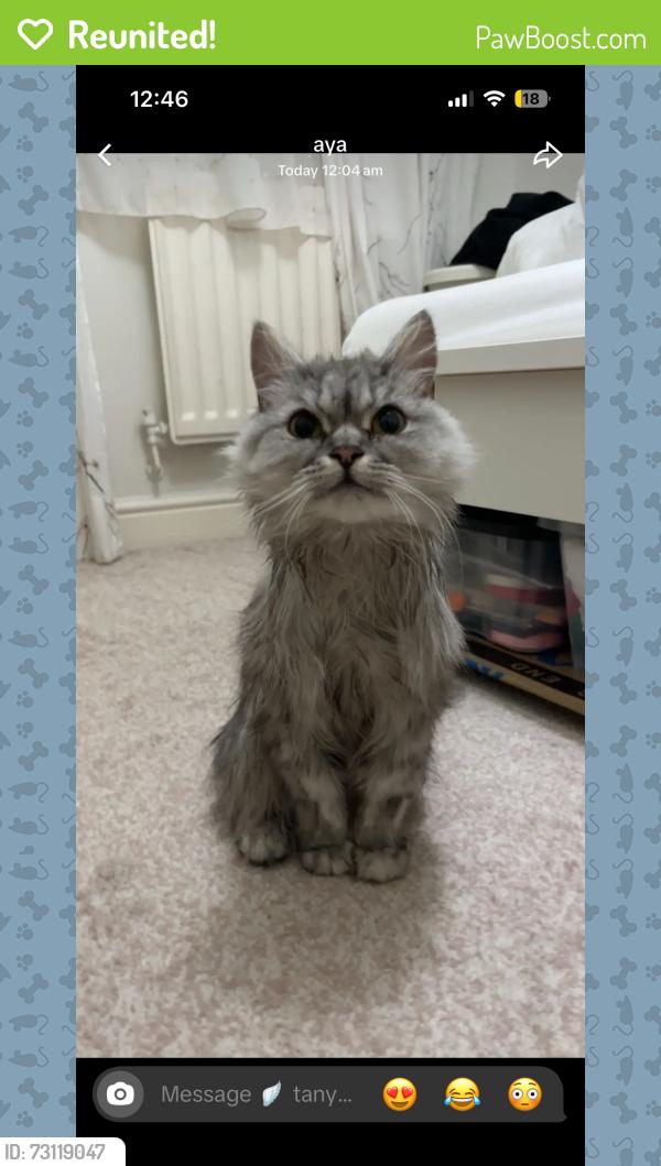 Reunited Female Cat last seen Fallowfield, Fallowfield, England M14 6FG