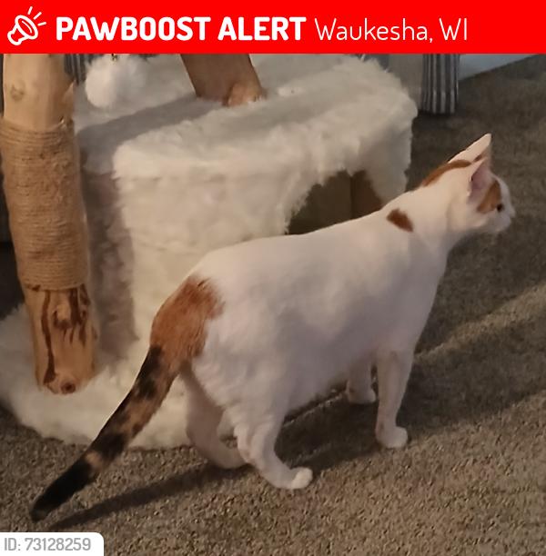 Lost Female Cat last seen Racine and HWy 18, Waukesha, WI 53186