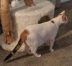 Lost Female Cat last seen Racine and HWy 18, Waukesha, WI 53186