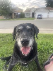 Reunited Male Dog last seen Aspen meadows & costa way, Lincoln, CA 95648