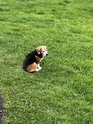 Reunited Female Dog last seen Near Pinehurst dr, Morgantown, WV 26505