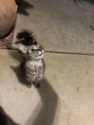 Found/Stray Female Cat last seen Argyle Court, Simpsonville, SC 29681