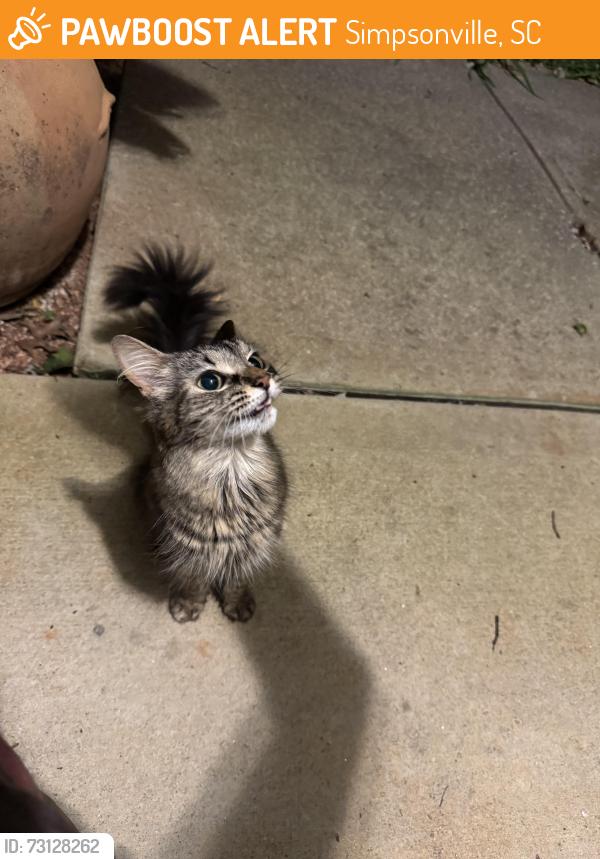 Found/Stray Female Cat last seen Argyle Court, Simpsonville, SC 29681