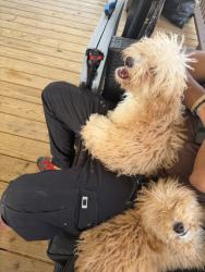 Reunited Female Dog last seen Near hwy, Four Oaks, NC 27524