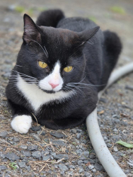 Lost Male Cat last seen SYKESVILLE MD, Sykesville, MD 21784