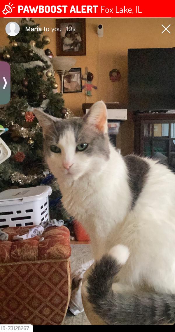 Lost Female Cat last seen Near Nippersink BIvd, Fox Lake, IL 60020, Fox Lake, IL 60020