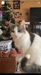 Lost Female Cat last seen Near Nippersink BIvd, Fox Lake, IL 60020, Fox Lake, IL 60020