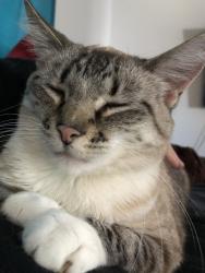 Reunited Female Cat last seen Near E 8th St S, Newton, IA 50208, USA, Newton, IA 50208