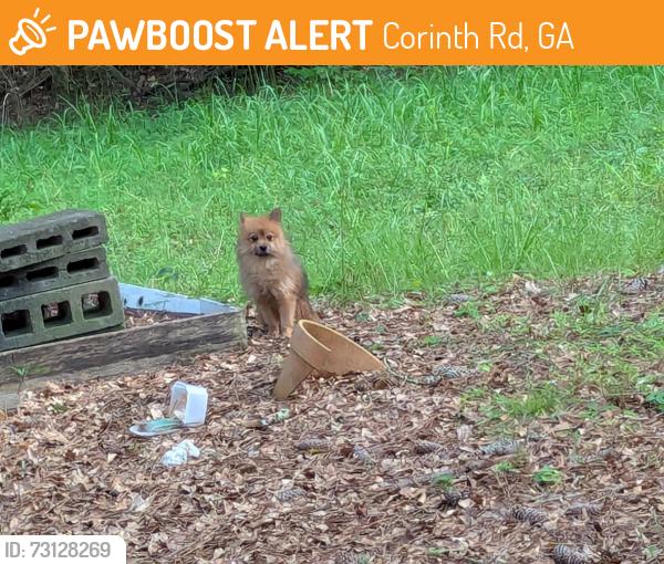 Found/Stray Unknown Dog last seen Furniture Expressions, Corinth Rd, GA 30238