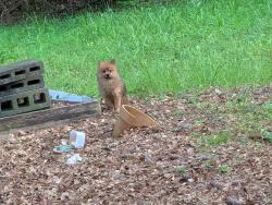 Found/Stray Unknown Dog last seen Furniture Expressions, Corinth Rd, GA 30238