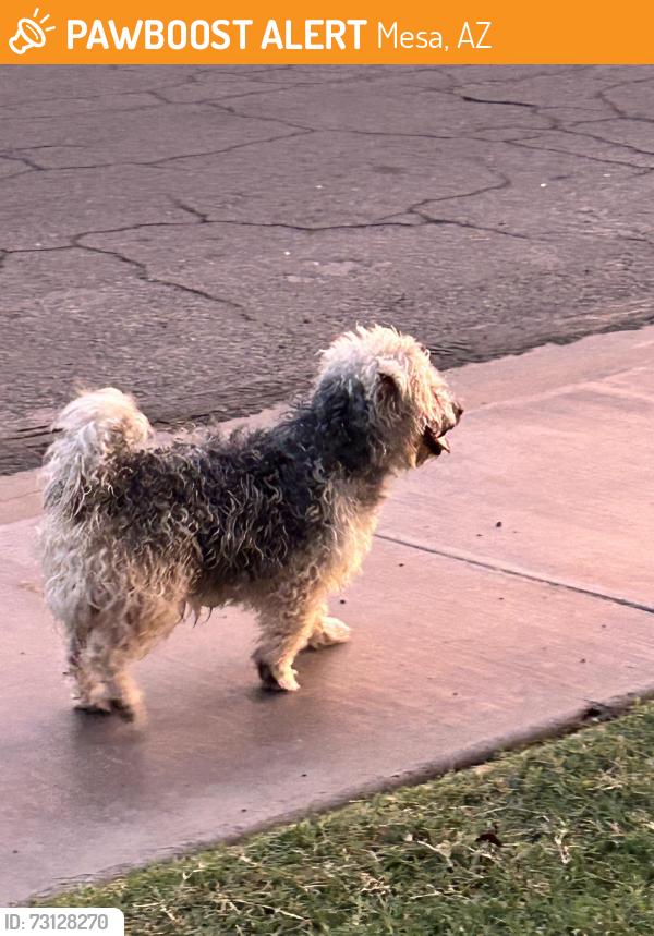 Found/Stray Male Dog last seen N Country Club Drive and W Juniper Street, Mesa, AZ 85201