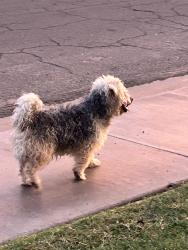 Found/Stray Male Dog last seen N Country Club Drive and W Juniper Street, Mesa, AZ 85201