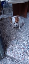 Reunited Female Dog last seen 15th and quail, McAllen, TX 78504