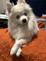 Reunited Female Dog last seen 51St and Delaware Ave, Independence, MO 64055