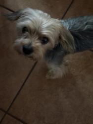 Lost Male Dog last seen tucson, San Marcos, CA 92078
