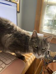 Reunited Male Cat last seen Front street, chicopee, Chicopee, MA 01020