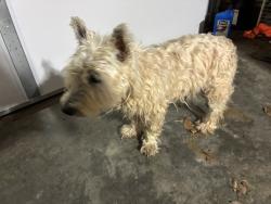 Reunited Unknown Dog last seen Woodberry Lake Drive, Greensboro, NC 27455