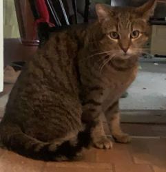 Reunited Male Cat last seen Exeter Ave, Exeter, PA 18643