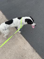 Found/Stray Male Dog last seen 5th avenue Chula Vista, Chula Vista, CA 91910