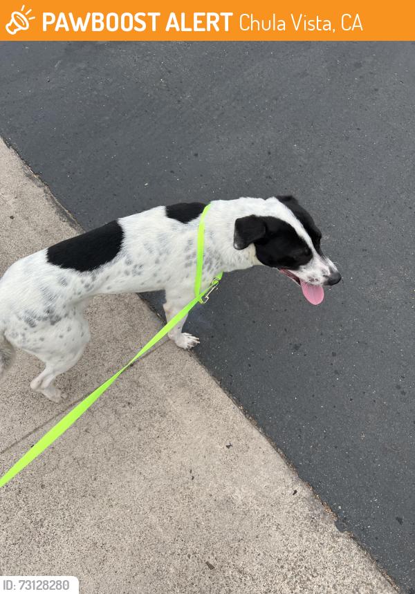 Found/Stray Male Dog last seen 5th avenue Chula Vista, Chula Vista, CA 91910