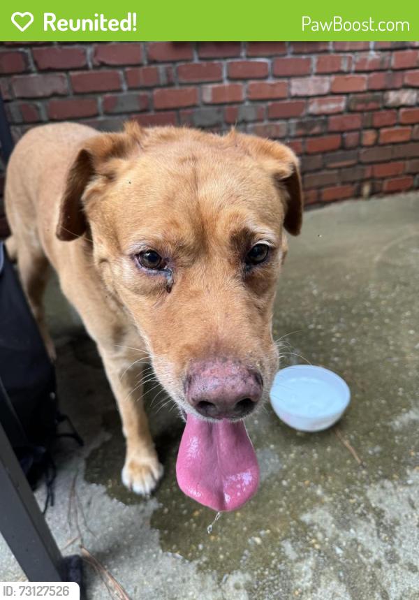 Reunited Unknown Dog last seen Cypress Lakes golf course, Hope Mills, NC 28348