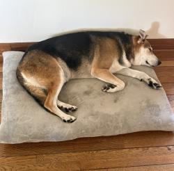 Reunited Male Dog last seen La Crescenta Ave & Sycamore Ave., Glendale, CA 91214