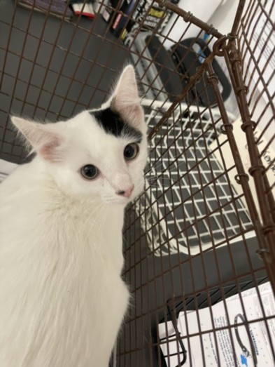 Shelter Stray Male Cat last seen , 14409 Vanowen St, Van Nuys, CA 91405, USA