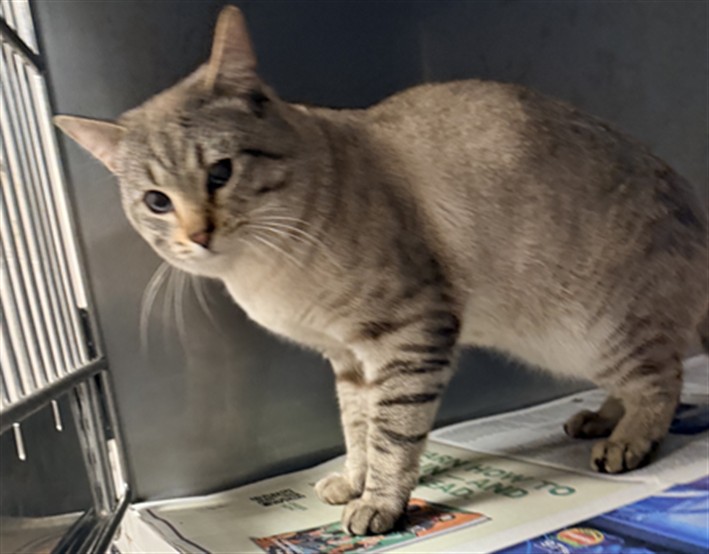 Shelter Stray Male Cat last seen , West Valley Animal Shelter, 20655 Plummer St, Chatsworth, CA 91311, USA