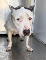 Shelter Stray Female Dog last seen , 1850 W 60th St, Los Angeles, CA 90047, USA