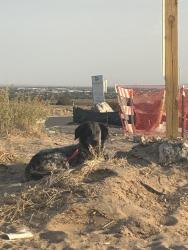 Found/Stray Unknown Dog last seen Unset and Paseo, Albuquerque, NM 87120