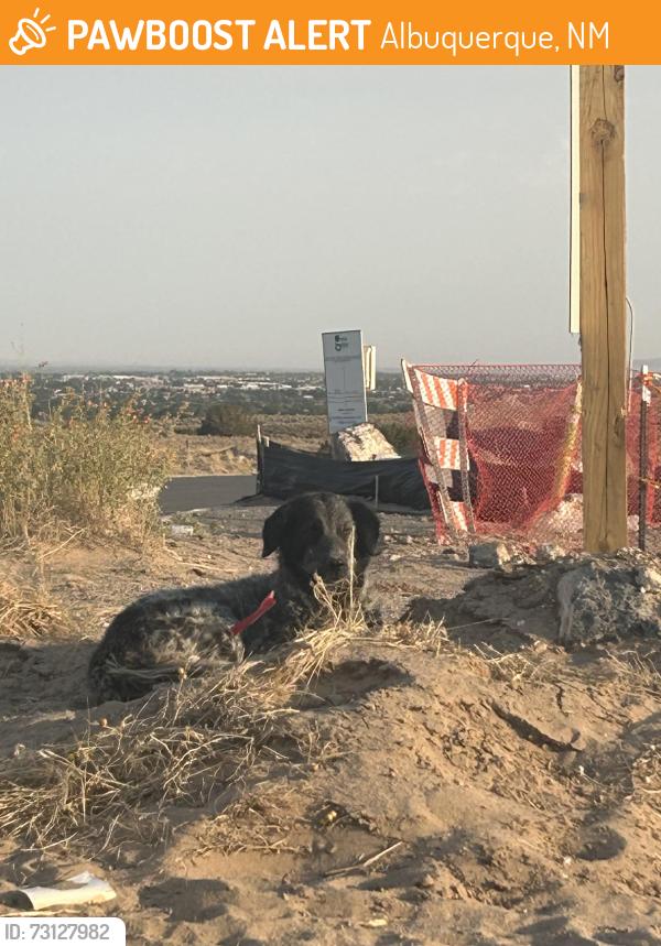 Found/Stray Unknown Dog last seen Unset and Paseo, Albuquerque, NM 87120