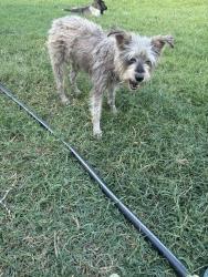 Found/Stray Male Dog last seen Dugas Heritage, San Antonio, TX 78251