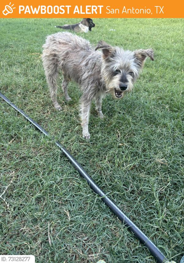Found/Stray Male Dog last seen Dugas Heritage, San Antonio, TX 78251